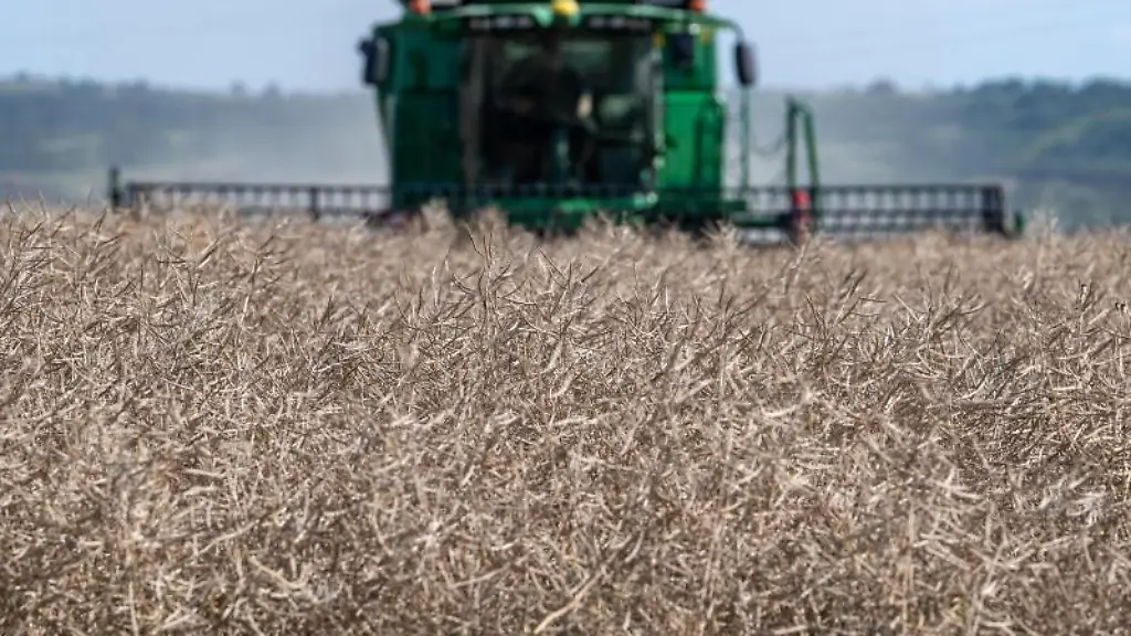 Ein-Maehdrescher-erntet-Raps-auf-einem-Feld
