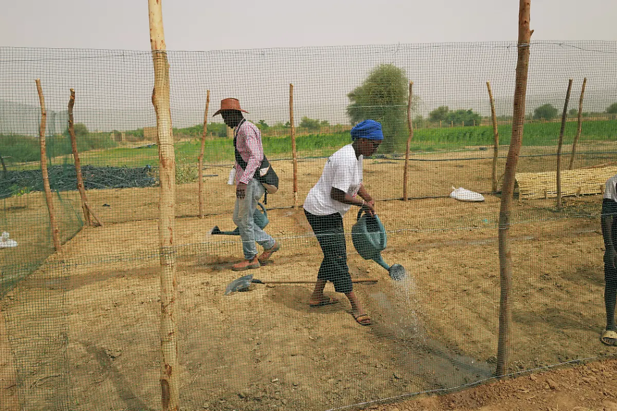 2021-07-28T120408Z-1088167446-RC2MHO93W3NP-RTRMADP-3-SENEGAL-ENVIRONMENT-REFORESTATION