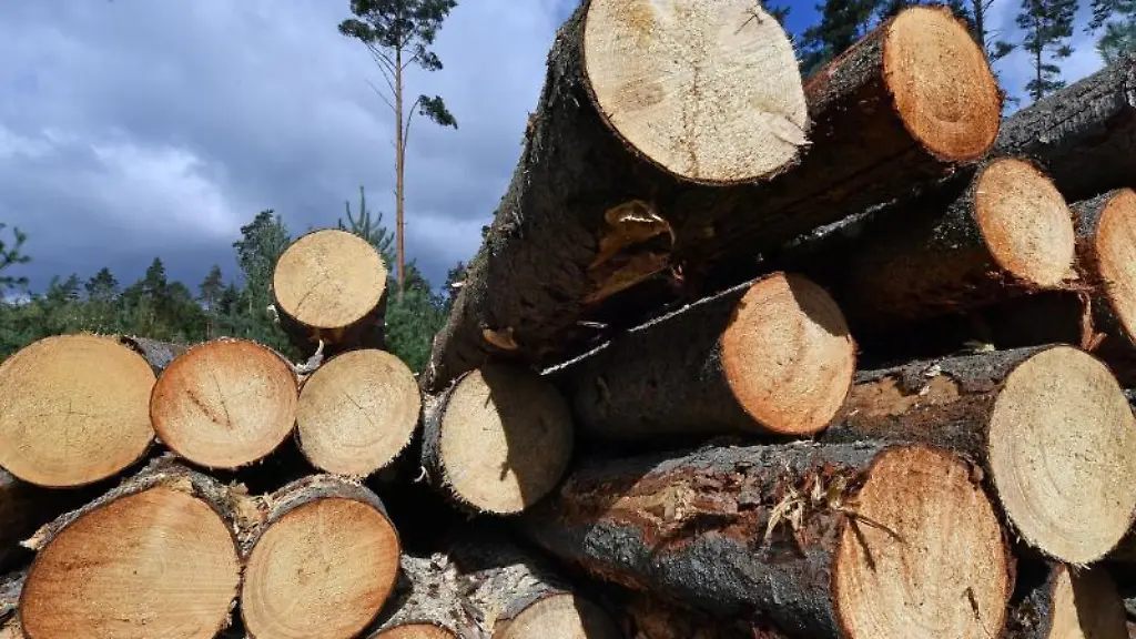 Durch-den-Borkenkaefer-geschaedigte-Kiefernstaemme-liegen-im-Wald