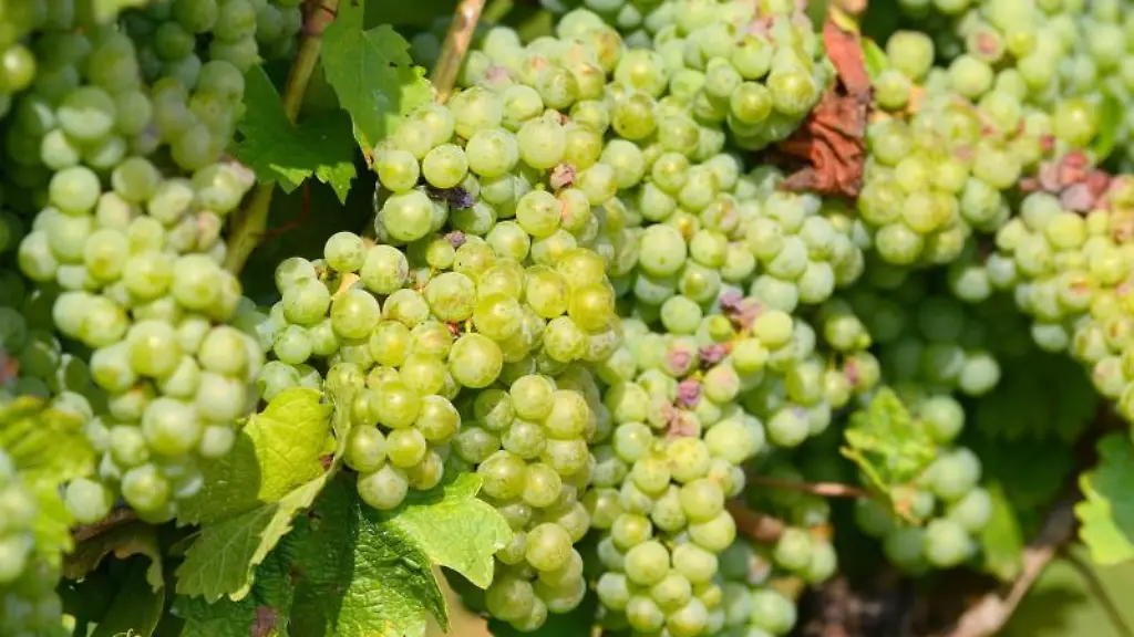 Trauben-reifen-im-Weinberg-des-Weingutes-Schloss-Proschwitz-bei-Meissen