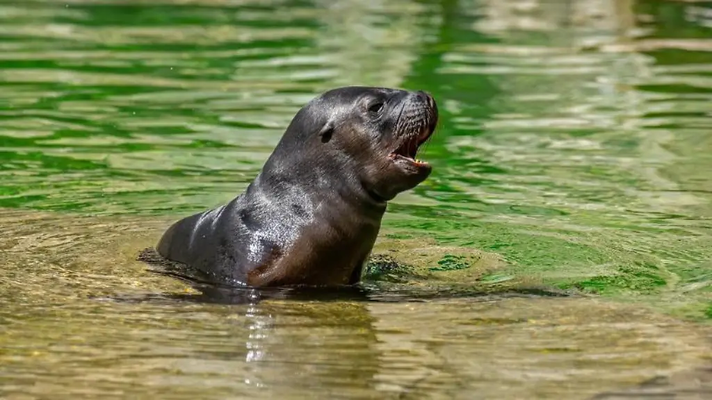 Das-undatierte-Foto-zeigt-das-junge-Weibchen-Vaiana-im-Wasser-im-Tierpark-Hellabrunn-in-Muenchen