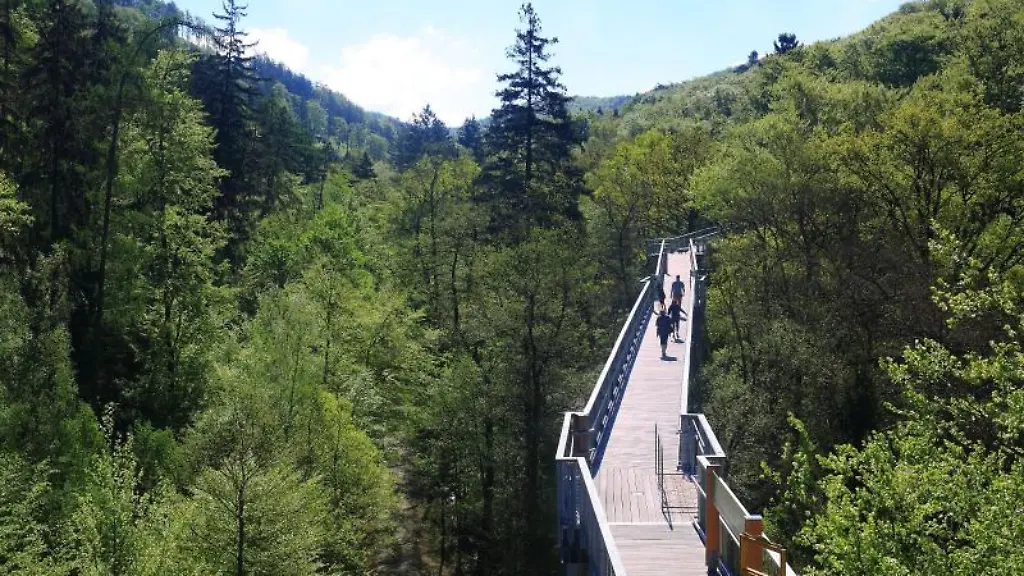 Der-barrierefreie-Baumwipfelpfad-im-Nationalpark-Harz