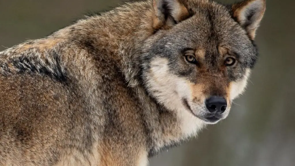 Ein-Wolf-schaut-in-die-Kamera