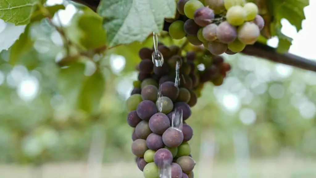 Wassertropfen-fallen-in-einem-Weinberg-vor-Weintrauben-zu-Boden