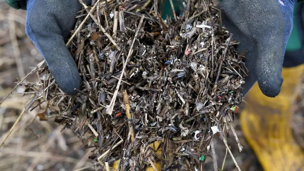 Kleine-Plastikteilchen-und-Treibsel-zeigt-ein-staedtischer-Arbeiter-auf-einem-Uferstreifen-der-Schlei