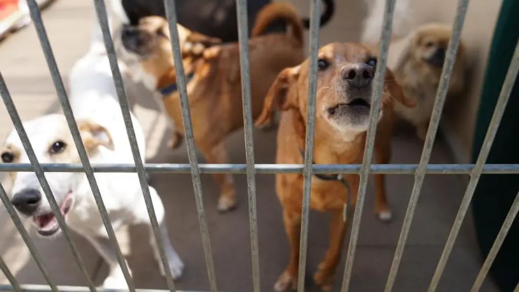 Hunde-stehen-in-ihrem-Gruppengehege-im-Tierheim