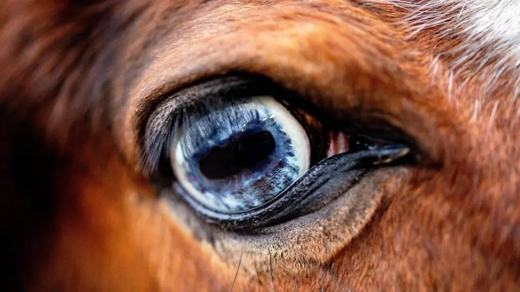 Die-Makroaufnahme-zeigt-das-Auge-eines-Pferdes-in-seinen-verschiedenen-Blautoenen