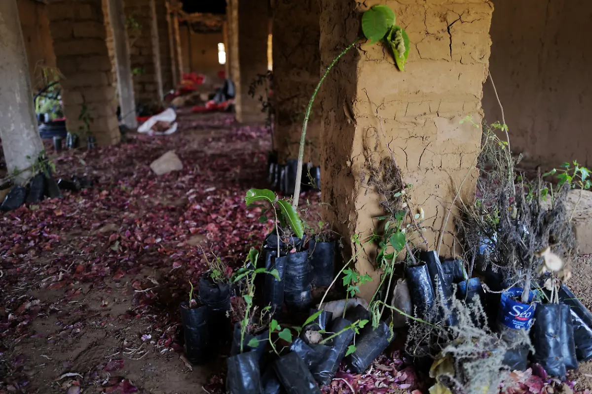 2021-07-28T120404Z-663185339-RC2PJO9AICL0-RTRMADP-3-SENEGAL-ENVIRONMENT-REFORESTATION