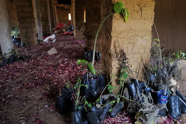 2021-07-28T120404Z-663185339-RC2PJO9AICL0-RTRMADP-3-SENEGAL-ENVIRONMENT-REFORESTATION