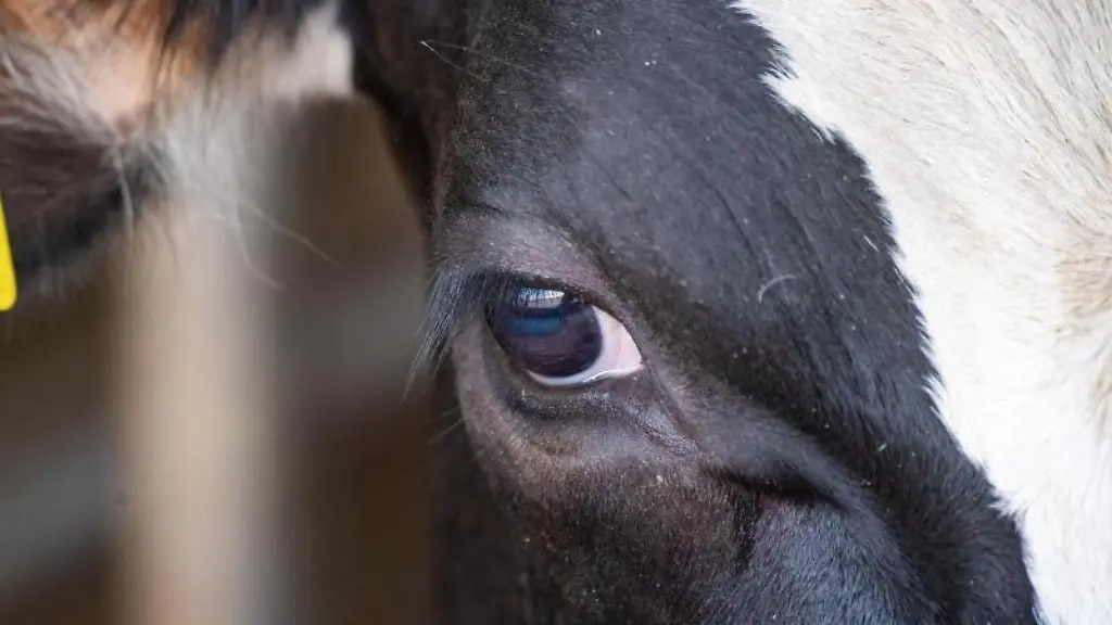 Eine-Kuh-im-Kuhstall