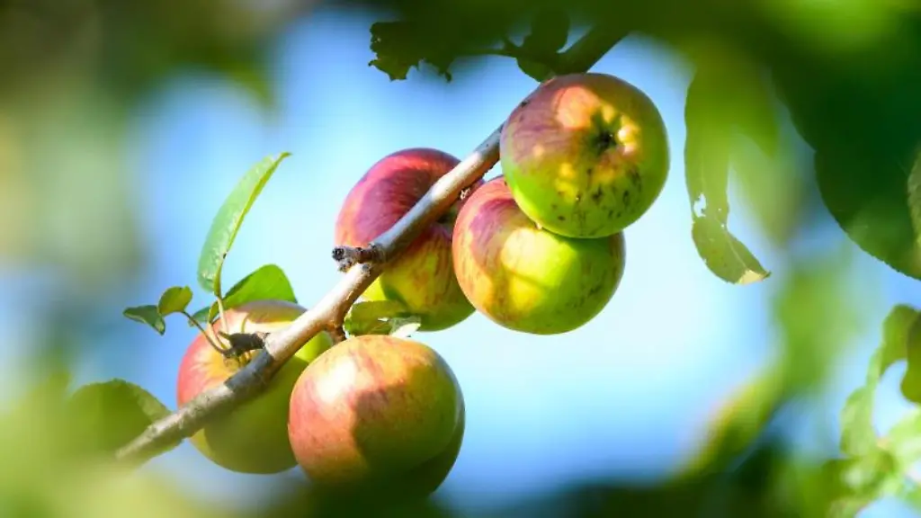 Aepfel-haengen-am-Baum