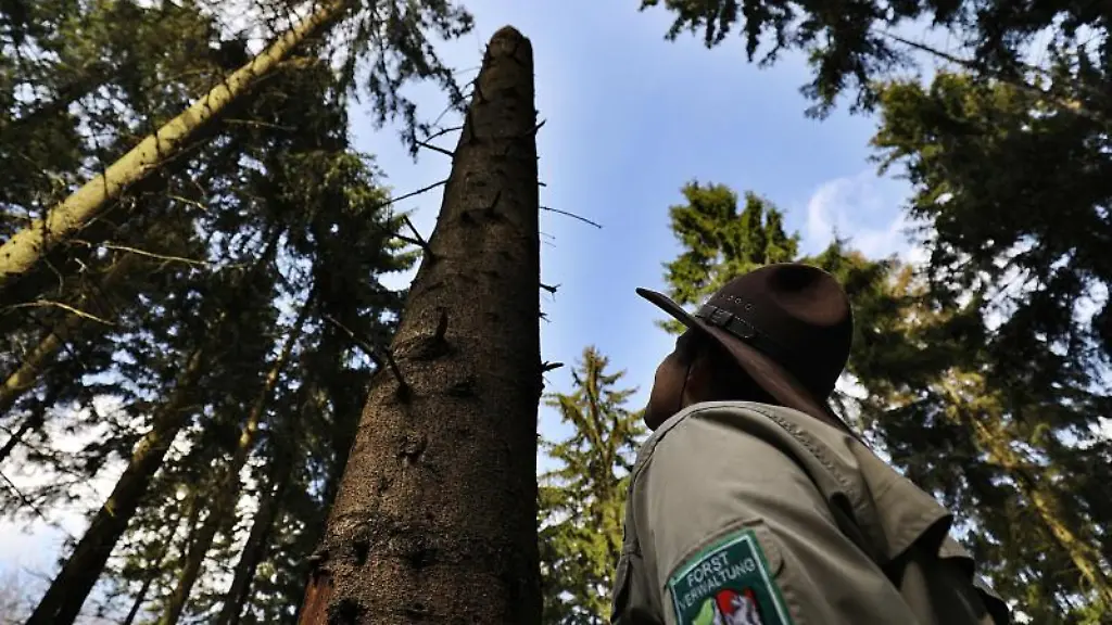 Ein-Ranger-blickt-auf-einen-Baum-im-Wald