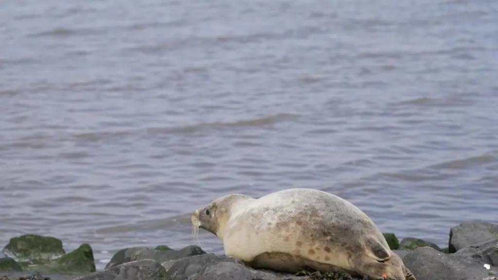 Heuler-Loenne-robbt-nach-seiner-Auswilderung-in-die-Nordsee