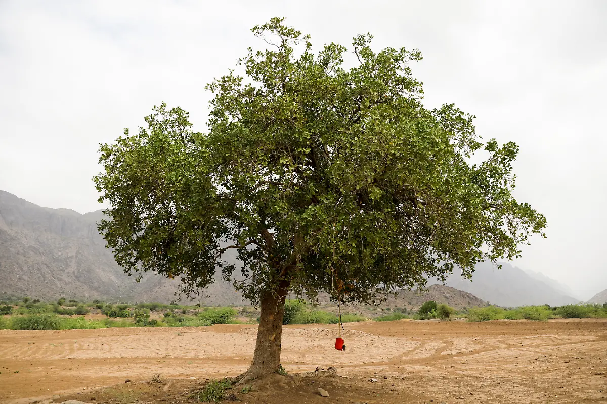 Trinkwasser-ha-ngt-an-einem-Baum