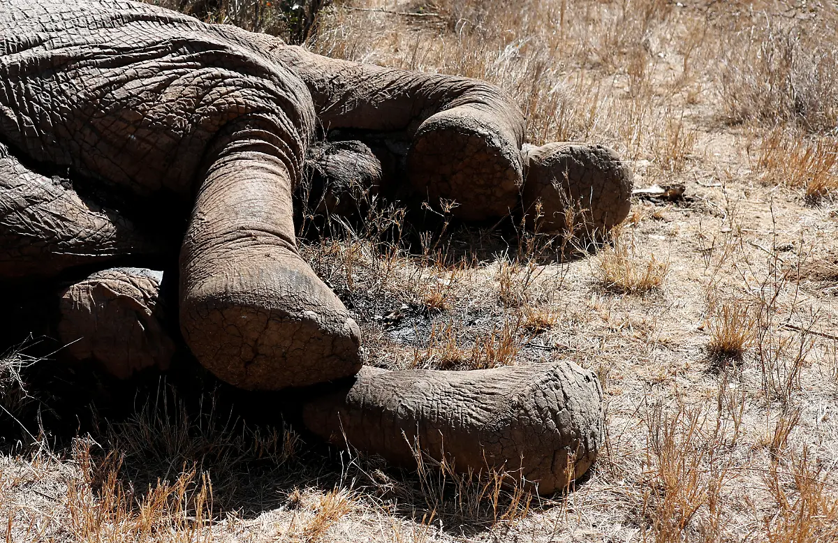 2017-02-10T120000Z-1777434492-RC1BA065FE40-RTRMADP-3-AFRICA-WILDLIFE