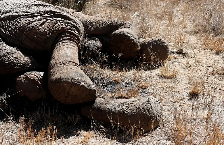 2017-02-10T120000Z-1777434492-RC1BA065FE40-RTRMADP-3-AFRICA-WILDLIFE