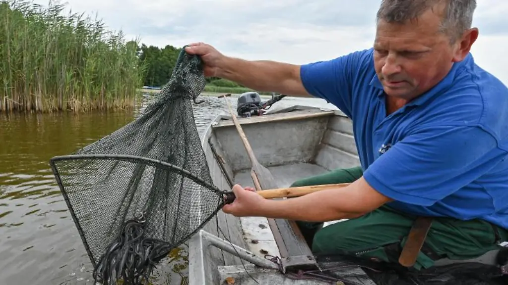 Fischer-Laszlo-Acz-setzt-Jungaale-ins-Wasser