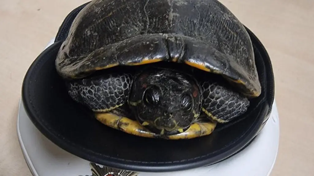 Eine-herrenlose-Schildkroete-sitzt-in-einer-Polizeimuetze