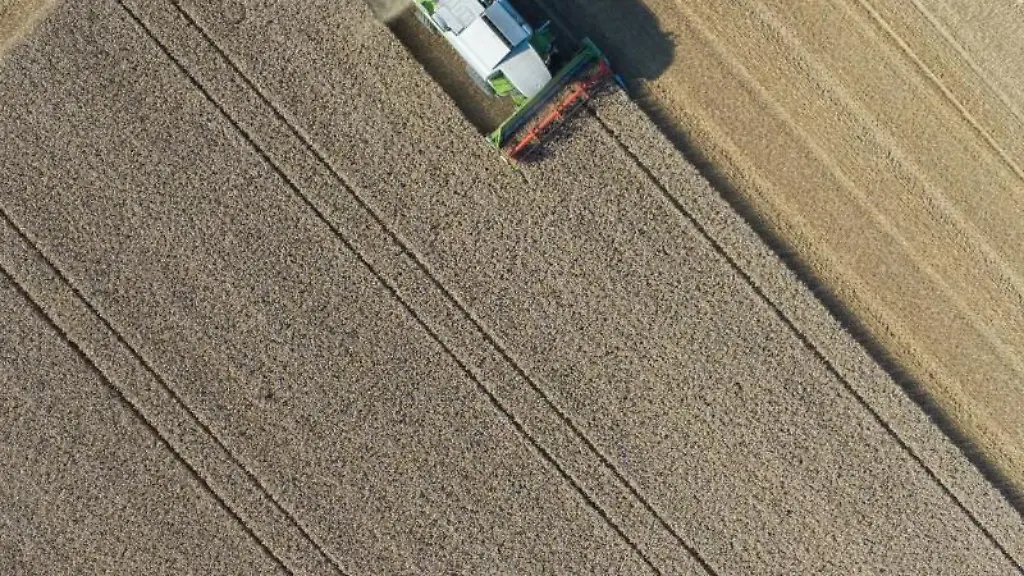 Ein-Landwirt-maeht-mit-einem-Maehdrescher-sein-Weizenfeld-Luftaufnahme-mit-einer-Drohne