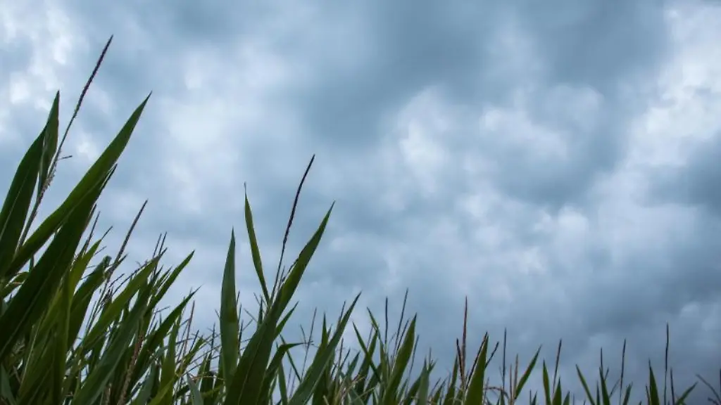 Dunkle-Wolken-zeichnen-sich-hinter-einem-Feld-mit-Mais-ab