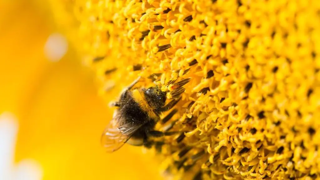 Eine-Hummel-sitzt-auf-einer-Sonnenblume