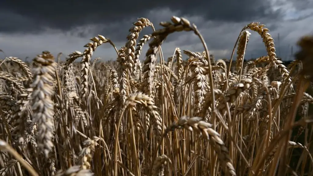 Weizen-reift-auf-einem-Getreidefeld-ueber-das-Regenwolken-ziehen