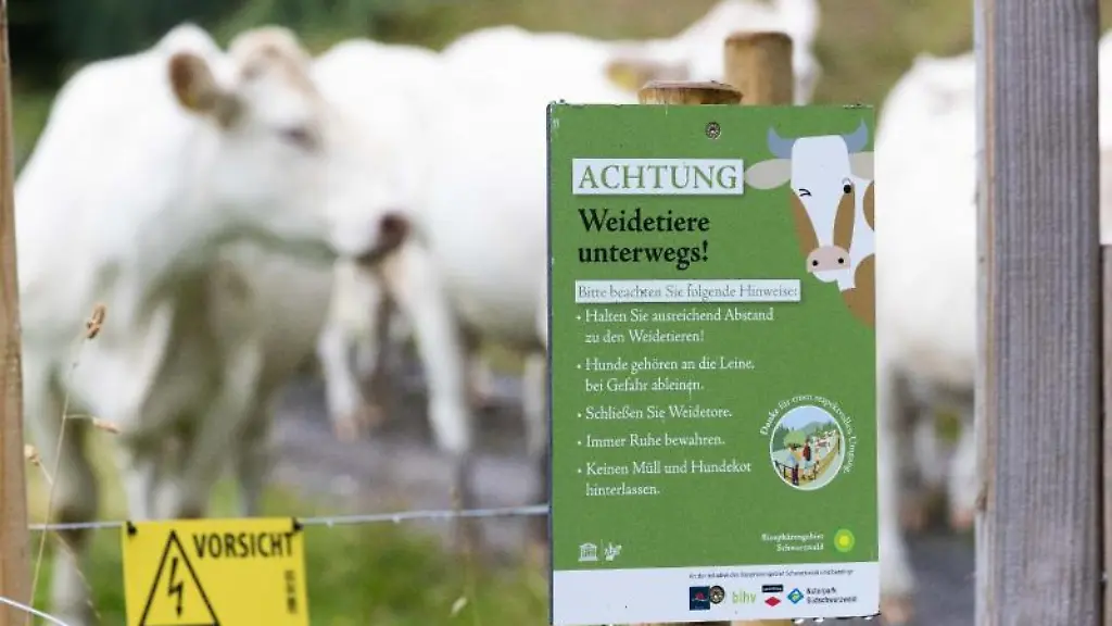 Ein-Schild-mit-der-Aufschrift-ACHTUNG-Weidetiere-unterwegs-weist-auf-die-Verhaltensregeln-innerhalb-der-durchwanderbaren-Weideflaechen-hin-waehrend-im-Hintergrund-Rinder-zu-sehen-sind