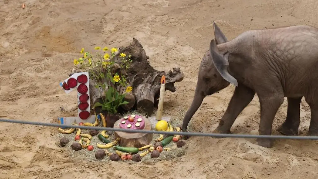 Elefantenkalb-Ayoka-steht-an-seinem-ersten-Geburtstag-neben-einer-Torte-aus-Gemuese-und-mit-Fruechten-garniert-in-seinem-Aussengehege-im-Erfurter-Zoo