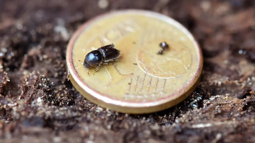 Ein-Borkenkaefer-ueber-eine-Ein-Cent-Muenze