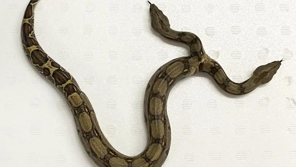 Eine-Boa-Constrictor-mit-zwei-Koepfen-Foto-A