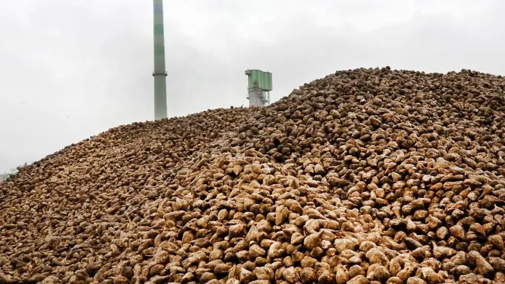 Ein-riesiger-Berg-mit-Zuckerrueben-liegt-zum-Saisonstart-auf-dem-Hof-eines-Zuckerherstellers