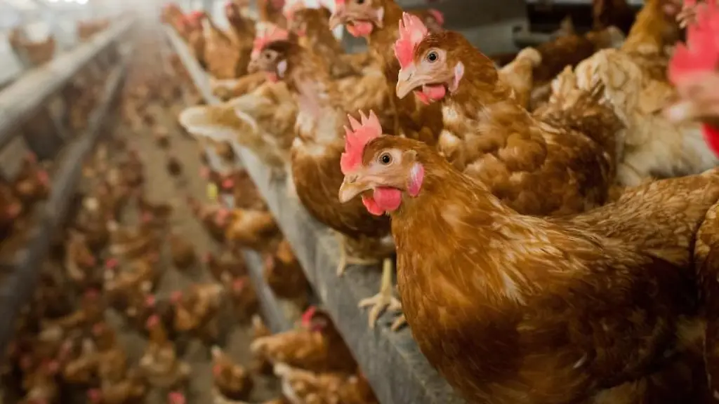 Legehennen-stehen-im-Stall-in-einem-Betrieb-fuer-die-Produktion-von-Eiern