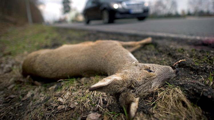 In Deutschland werden immer mehr Rehe überfahren.
