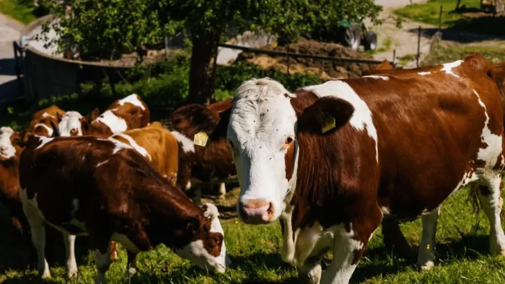 Rinder-stehen-auf-einer-Weide