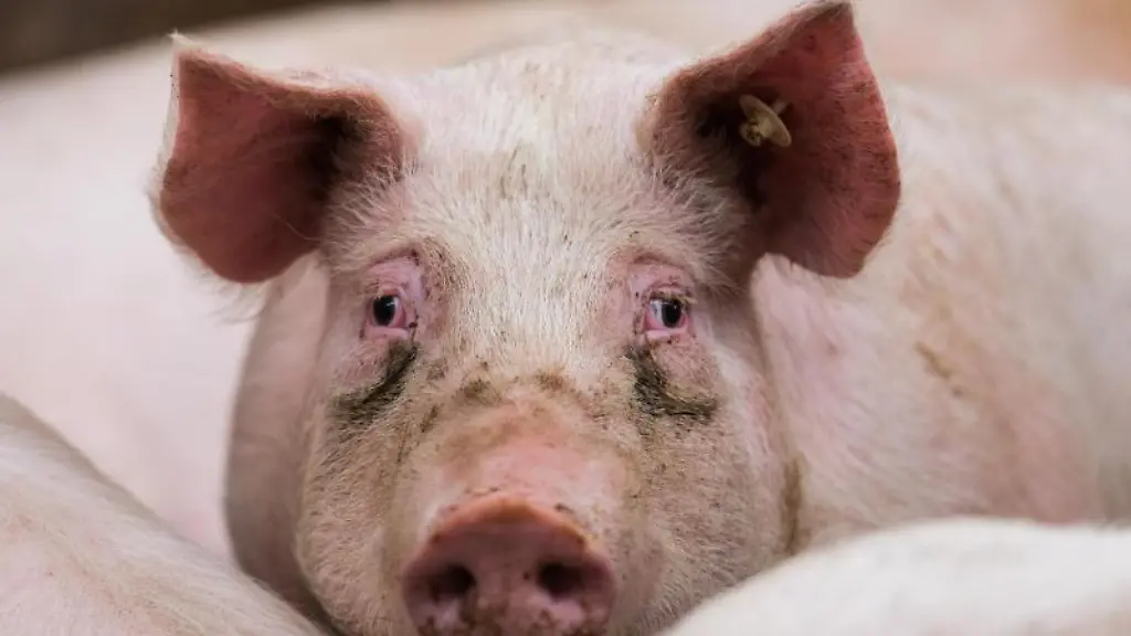 Ein-Mastschwein-steht-in-seinem-Stall