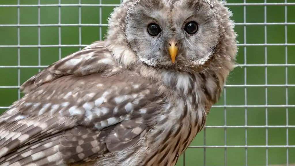 Ein-Habichtskauz-sitzt-in-einem-Gehege