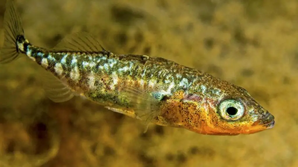 Ein-Dreistachlige-Stichling-schwimmt-im-Wasser