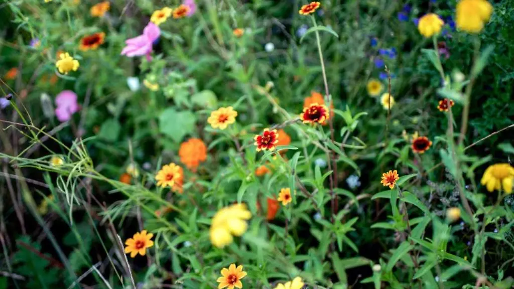 Wildblumen-wachsen-auf-einer-Wiese