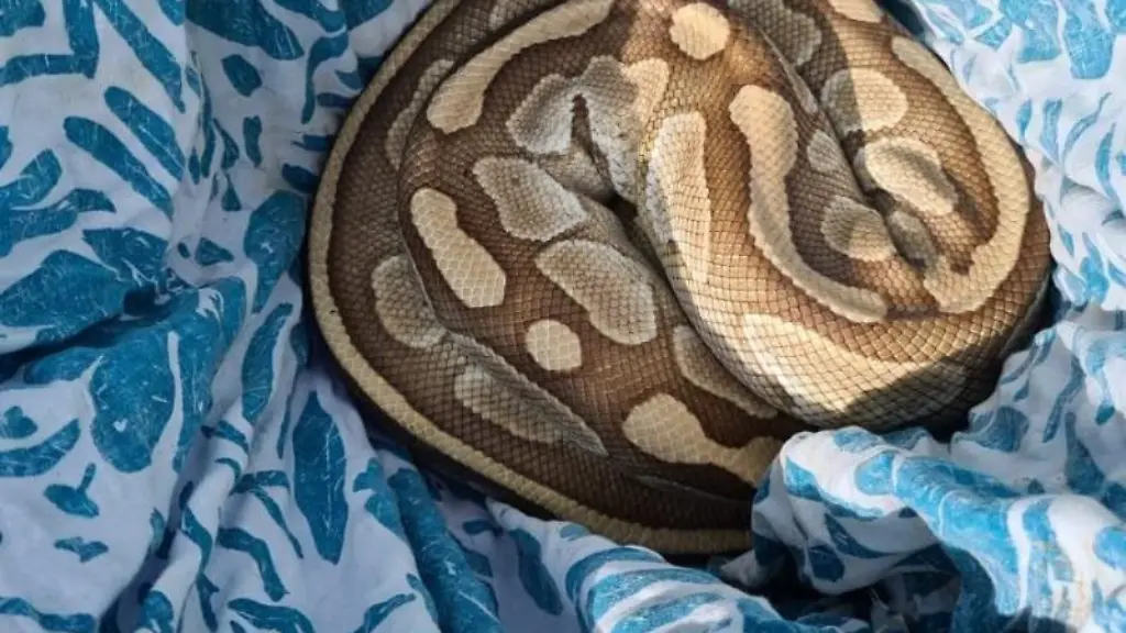 Eine-Wuergeschlange-liegt-zusammengerollt-in-einer-Decke