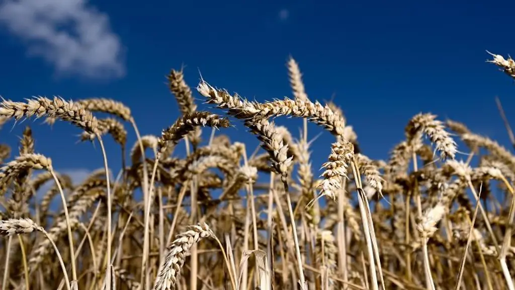 Erntereifer-Weizen-leuchtet-auf-einem-Getreidefeld-vor-blauem-Himmel