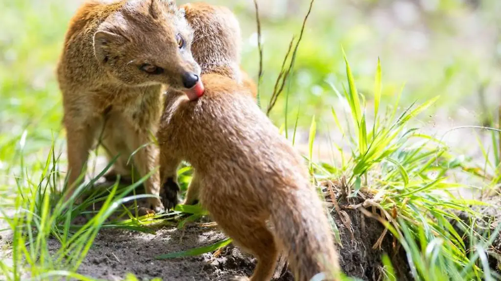 Eine-Fuchsmanguste-macht-ein-Jungtier-sauber