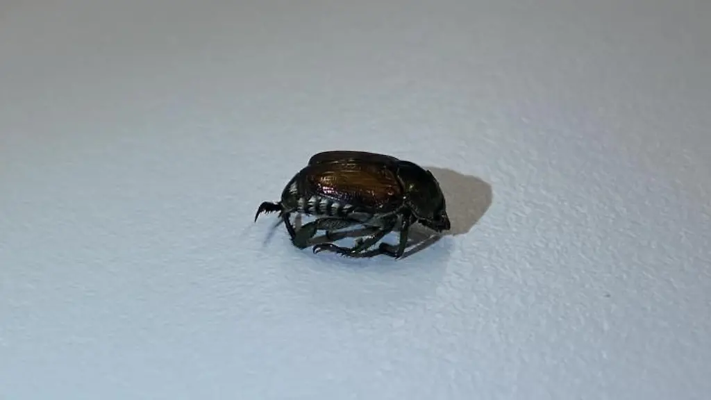 Das-Foto-zeigt-einen-in-Basel-entdeckten-Japankaefer-Popillia-japonica