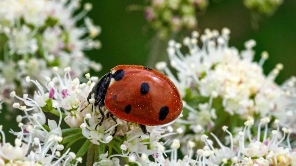 Ein-Marienkaefer-krabbelt-auf-den-Blueten-eines-Wald-Engelwurz-Angelica-sylvestris
