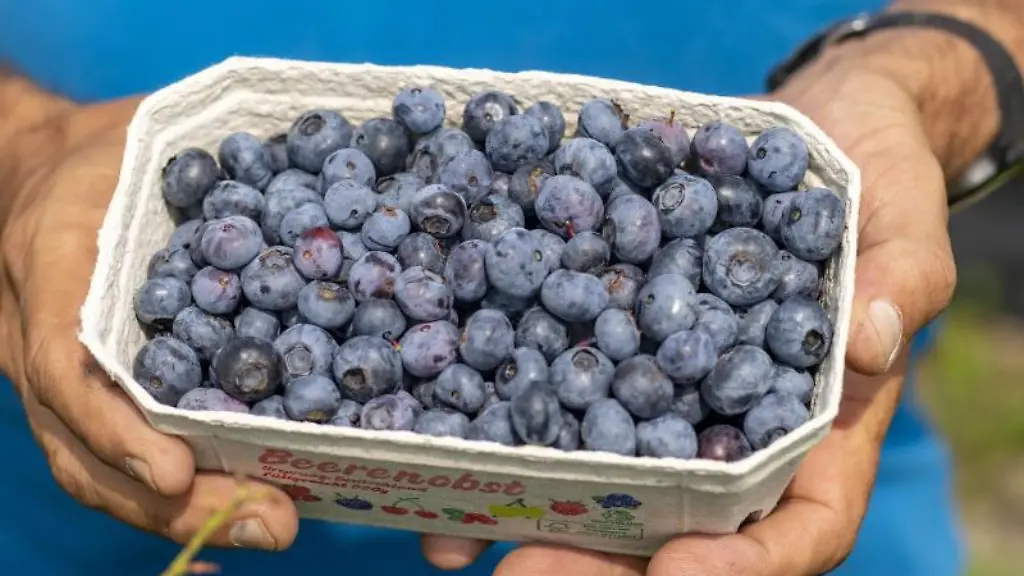 Ein-Mann-haelt-Blaubeeren-in-der-Hand