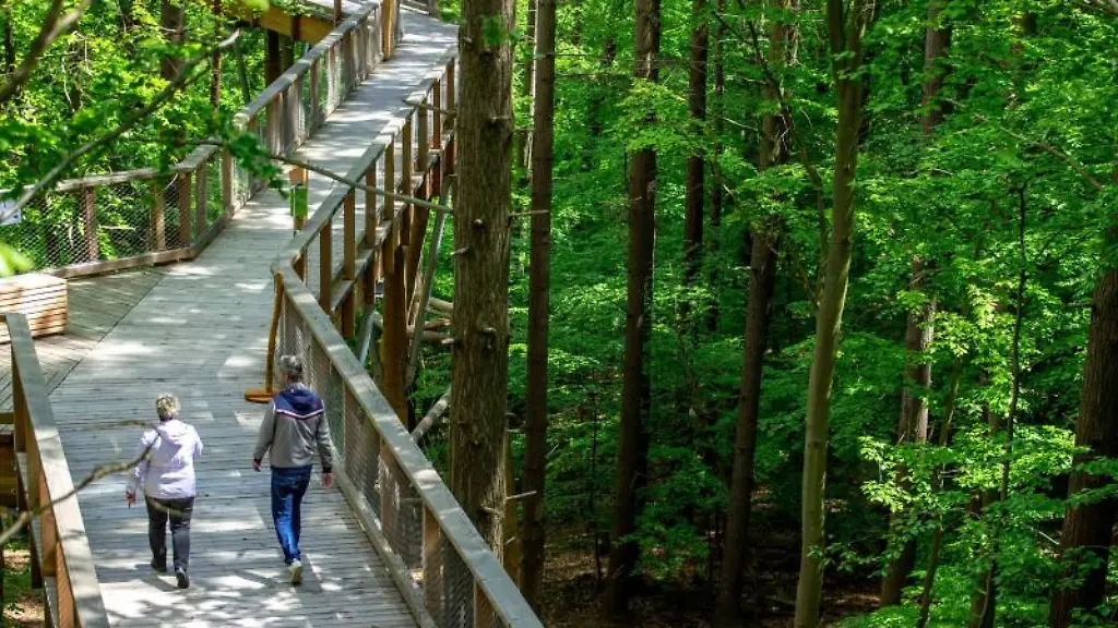 Mitarbeiter-sind-auf-dem-1-350-Meter-langen-Baumwipfelpfad-Usedom-unterwegs