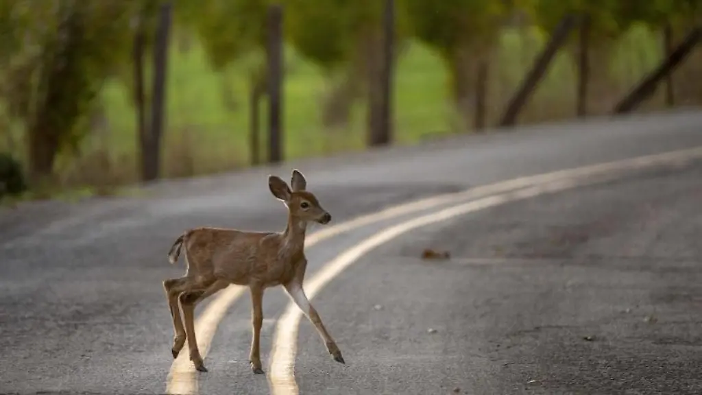 Ein-Reh-ueberquert-in-der-Abenddaemmerung-eine-Landstrasse