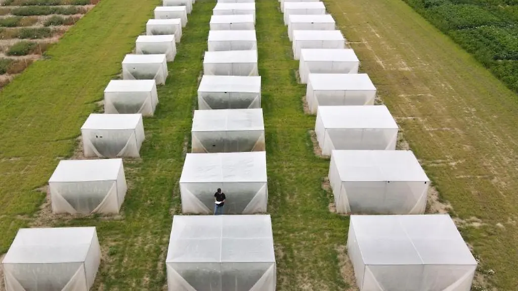 Florian-Haase-steht-auf-einem-Versuchsfeld-des-Julius-Kuehn-Instituts-JKI-zwischen-Zelten-mit-Lupinen