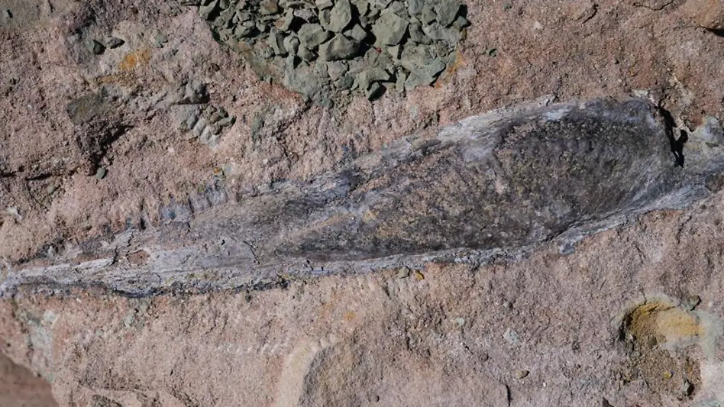 Der-Unterkiefer-eines-Cyclotosaurus-ist-auf-einem-Felsbrocken-zu-erkennen