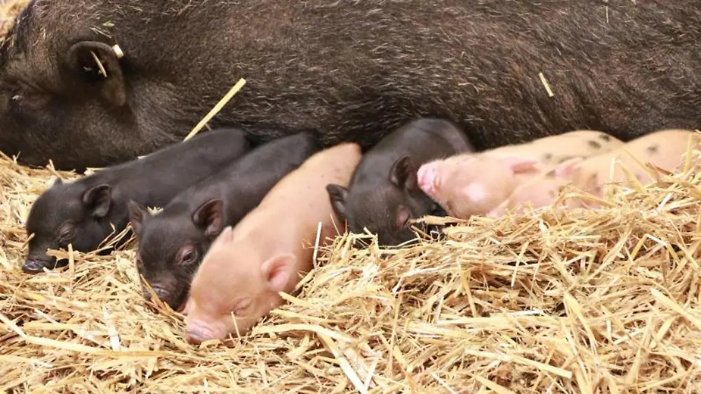 Sechs-Ferkel-hat-Minischwein-Mama-Baerbel-im-Tierpark-Chemnitz-bekommen-Baerbel-ist-zum-ersten-Mal-Mutter-geworden-zu-dpa-Nachwuchs-bei-Minischweinen-und-Rebhuehnern-im-Tierpark-Chemnitz