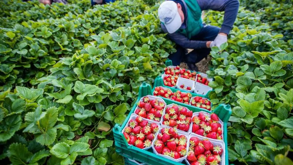 Die-Erdbeersaison-neigt-sich-dem-Ende-zu